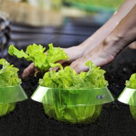 Protective cover against pests green vegetables Small snail plant cover Green plant pot holder bottom
